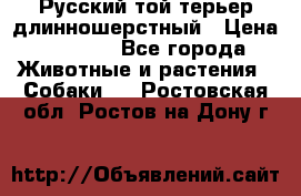 Русский той-терьер длинношерстный › Цена ­ 7 000 - Все города Животные и растения » Собаки   . Ростовская обл.,Ростов-на-Дону г.